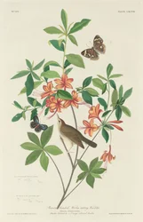 Brunhodet ormespisende sangsanger, 1834.