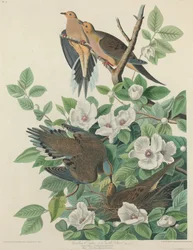 Carolina Pigeon eller Turtle Dove, 1827.