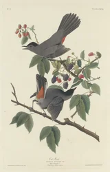 Kattfugl, 1832.