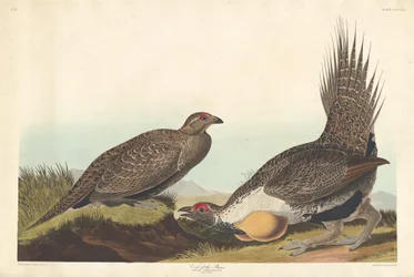 Slettehane, 1837