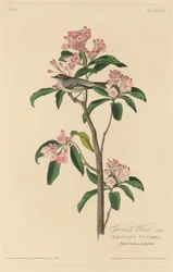 Cuviers Wren, 1829.