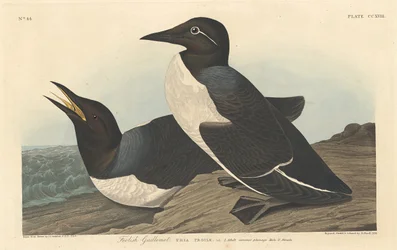 Tåpe lomvi, 1834.