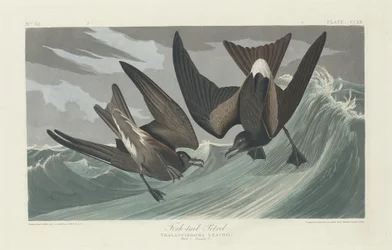 Gaffelhalet stormsvale, 1835.