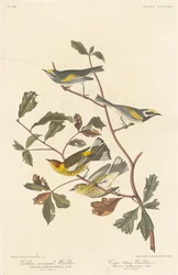 Golden-winged Warbler og Cape May Warbler, 1838.