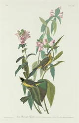 Grønn svartkappet fluesnapper, 1831