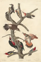 Hårete hakkespett, 1838.