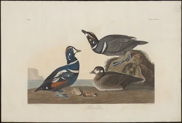 Harlekinand