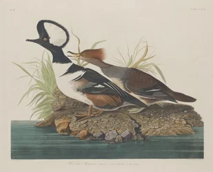 Hettemelk, 1834.