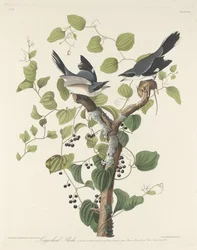 Amerikansk varsler, 1829