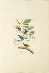Indigo hannfugl