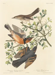 Fjellspottfugl og variert trost, 1837.