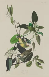 Palmesanger, 1833.