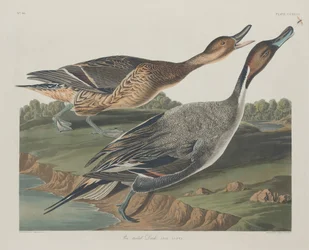 Stjertand, 1834.