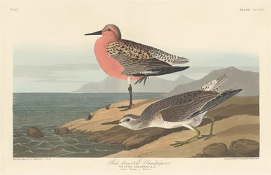 Rødbrystet sandpiper, 1836.