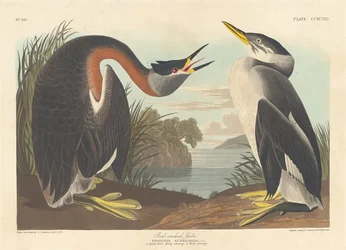 Rødhalset duppe, 1836.