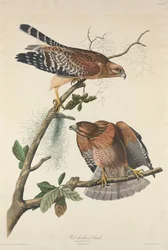 Rødskuldret hauk, 1829.