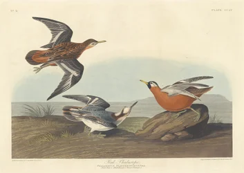 Rød Phalarope, 1835.