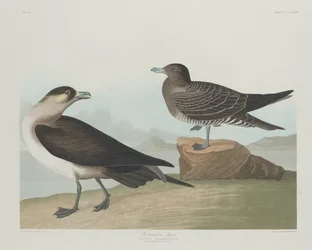 Richardsons Jager, 1835.