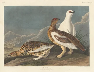 Rock Great, 1837.