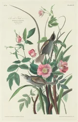 Havfink, 1830.