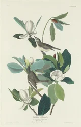 Warbling Fluesnapper, 1831.
