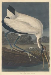 Wood Ibis, 1834.