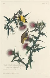 Gul fugl eller amerikansk gullfink, 1828.