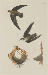 American Swift   1248455   no       norwegian Successfully Translated  Original: Crabs Near the Waters Edge, ca. 1830. Translat: Crabs Near the Water