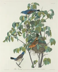Blå Grosbeak
