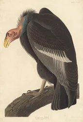 Californian gribb