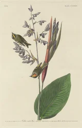 Gylden-Krested Wren