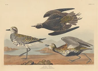 Gullhøne