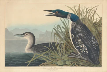 Great Northern Diver eller Loon