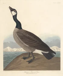 Hutchins barnacle Goose