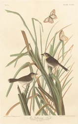 MacGillivrays Finch