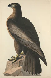 The Bird of Washington eller Great American Sea Eagle