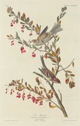 Trespurv
