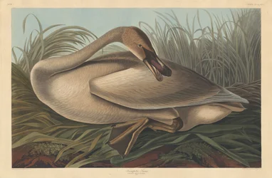 Trompetist Svane