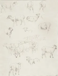 Saueflokk, etter 1794 (grafitt)
