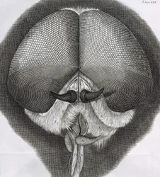 Grå droneflue, observasjon XXXIX fra Hookes Micrographia, 1664