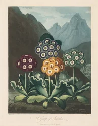 The Temple of Flora, eller Garden of Nature: A Group of Auriculas