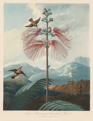 The Temple of Flora, eller Garden of Nature: Stor blomstrende følsom plante