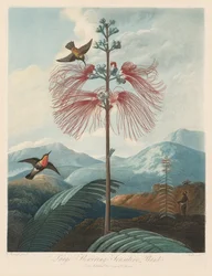 The Temple of Flora, or Garden of Nature: Large Flowering Sensitive Plant, 1799-1807.