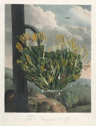 The Temple of Flora, eller Garden of Nature: The American Aloe, 1807.