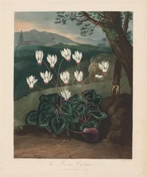 The Temple of Flora, eller Garden of Nature: Den persiske Cyclamen