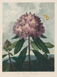 The Temple of Flora, or Garden of Nature: The Pontic Rhododendron, 1799-1807.