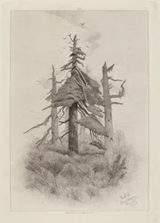 Gamle trær på Naushon Island [plate 2]