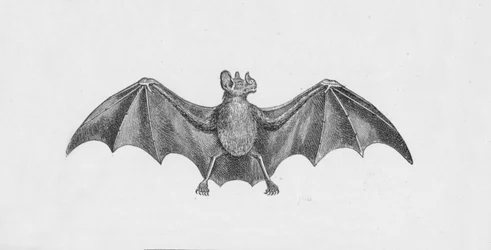Vampyrflaggermus, c1885, 1890