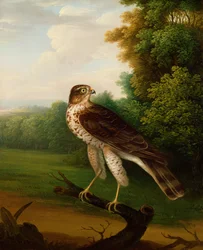 A Young Female Hawk, ett år gammel (olje på lerret)