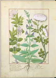 Honeysuckle, Sage and Rose, illustrasjon fra The Book of Simple Medicines av Mattheaus Platearius 133v